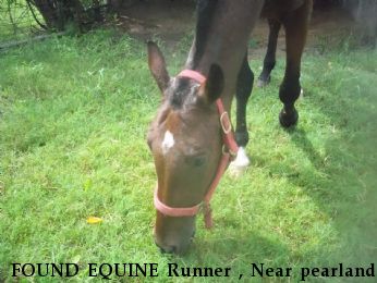 FOUND EQUINE Runner , Near pearland , TX, 77584